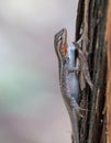 Ornate tree lizard