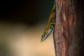 Ornate tree lizard