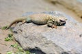 Ornate uromastyx mastigure lizard Royalty Free Stock Photo