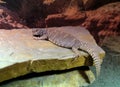 Ornate Uromastyx Uromastyx ornata, commonly called the ornate mastigure, is a species of lizard in the family Agamidae