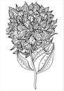 Ornate whimsical black and white peony flower. Vector floral illustration