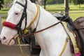 An ornate white horse is ready to take the rider. He has a saddle on his back