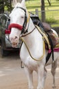 An ornate white horse is ready to take the rider. He has a saddle on his back