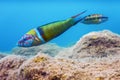 Ornate Wrasse Thalassoma Pavo Colorful Fish Underwater