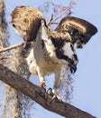 Agitated Osprey at Circle B Bar Reserve Royalty Free Stock Photo