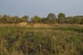 ÃÂ¡ornfield in the early autumn. Dry plants around. Green trees far away. Morning