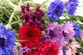 ÃÂ¡ornflowers in blue, purple, pink, burgundy, and white blooms. Summer  flower background Royalty Free Stock Photo