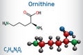 Ornithine non-proteinogenic amino acid molecule, is used in the urea cycle. Structural chemical formula and molecule model