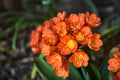 Ornithogalum in bloom seen up close Royalty Free Stock Photo