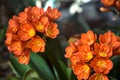 Ornithogalum in bloom seen up close Royalty Free Stock Photo