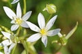 Ornithogalum cuspidatum flower closeup , flora Iran