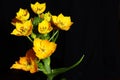 Ornithogalum - detail of bright orange flowers. Black background. Free space for adding text.