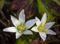 Ornithogalum divergens delicate white flower of the forest in Greece