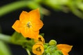 Ornithogalum Dubium Royalty Free Stock Photo