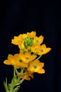 Ornithogalum Dubium