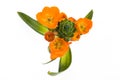 Ornithogalum dubium