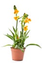 Ornithogalum Dubium