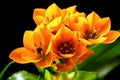 Ornithogalum dubium Doubtful Birds bright orange flowers close-up on black background