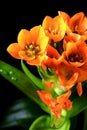 Ornithogalum dubium Sun star or star of Bethlehem bright orange flowers close-up on black background