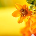 Ornithogalum Dubium Flowers