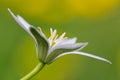 Ornithogalum flower Royalty Free Stock Photo