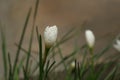 ornithogalum green grass lilly flower