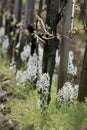 Ornithogalum nutans