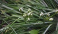 Ornithogalum plant with the image of white hyacinths. The botanical family of ornithogalum is lily. Morphology buds, lily family. Royalty Free Stock Photo