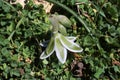 Ornithogalum sigmoideum, Ornithogalum sibthorpii - Wild plant shot in the spring.