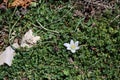 Ornithogalum sigmoideum, Ornithogalum sibthorpii - Wild plant shot in the spring.