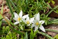 Ornithogalum umbellatum flower petals color white red yellow blue small plant vision view detail detail close up Royalty Free Stock Photo