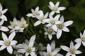 Ornithogalum umbellatum, the garden star-of-Bethlehem, grass lily, nap-at-noon, or eleven-o\'clock lady