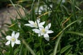 Ornithogalum umbellatum, garden star-of-Bethlehem, grass lily, nap-at-noon or eleven-o`clock lady flowers Royalty Free Stock Photo