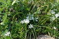 Ornithogalum umbellatum, garden star-of-Bethlehem, grass lily, nap-at-noon or eleven-o`clock lady flowers Royalty Free Stock Photo