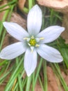 Ornithogalum umbellatum, the garden star-of-Bethlehem, grass lily, nap-at-noon, or eleven-o`clock lady Royalty Free Stock Photo