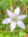 Ornithogalum umbellatum, the garden star-of-Bethlehem, grass lily, nap-at-noon, or eleven-o`clock lady Royalty Free Stock Photo