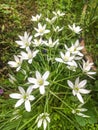 Ornithogalum umbellatum, the garden star-of-Bethlehem, grass lily, nap-at-noon, or eleven-o`clock lady Royalty Free Stock Photo