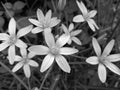 Ornithogalum umbellatum, the garden star-of-Bethlehem, grass lily, nap-at-noon, or eleven-o`clock lady Royalty Free Stock Photo