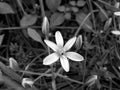 Ornithogalum umbellatum, the garden star-of-Bethlehem, grass lily, nap-at-noon, or eleven-o`clock lady Royalty Free Stock Photo