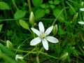 Ornithogalum umbellatum, the garden star-of-Bethlehem, grass lily, nap-at-noon, or eleven-o`clock lady Royalty Free Stock Photo