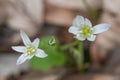 Ornithogalum umbellatum grass lily in bloom, small ornamental and flowering springtime plant.