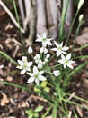 Ornithogalum umbellatum or Grass lily or Nap-at-noon or Eleven o`clock lady or The garden star-of-Bethlehem flowers. Royalty Free Stock Photo