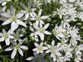 Ornithogalum umbellatum, Star-of-Bethlehem, grass lily, nap-at-noon, eleven-o`clock lady flowers background Royalty Free Stock Photo