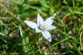 Ornithogalum white flower in grass on spring day