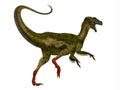 Ornitholestes Dinosaur Tail Royalty Free Stock Photo