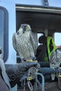 Ornithological Service Pulkovo Airport Royalty Free Stock Photo