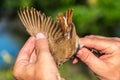 Ornithologist examines bird Royalty Free Stock Photo