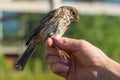 Ornithologist examines bird Royalty Free Stock Photo