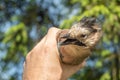 Ornithologist examines the caught bird Royalty Free Stock Photo