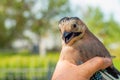 Ornithologist examines the caught bird Royalty Free Stock Photo